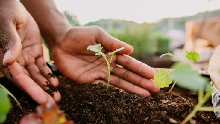 La bellezza a zero emissioni: 20mila alberi in 20 regioni