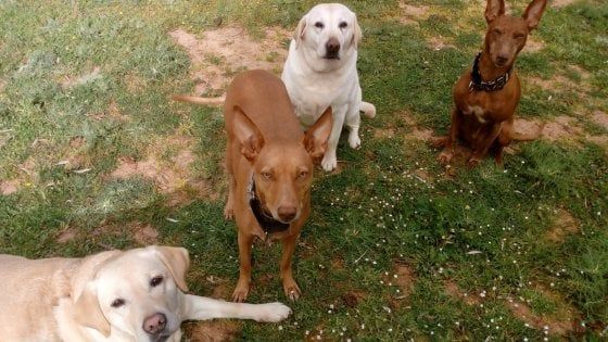 I cani sentinelle biologiche degli inquinanti ambientali