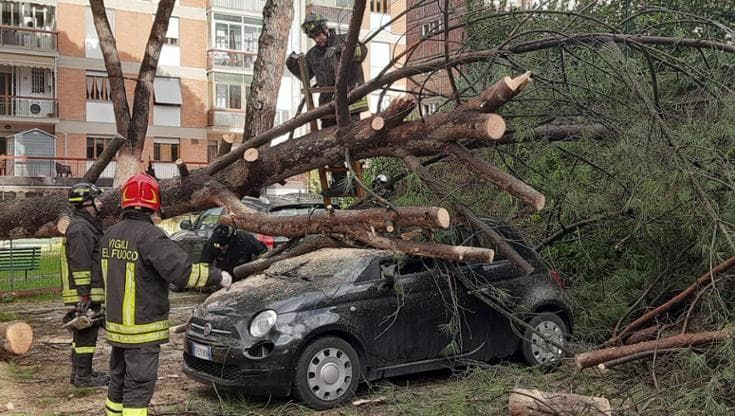 Coverciano, pino crolla in cortile condominiale e travolge 3 auto nel parcheggio di un altro palazzo