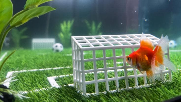 Un pesce di nome Swimbappe