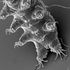 Tardigradi e gli altri 'highlander', forme di vita in condizioni estreme