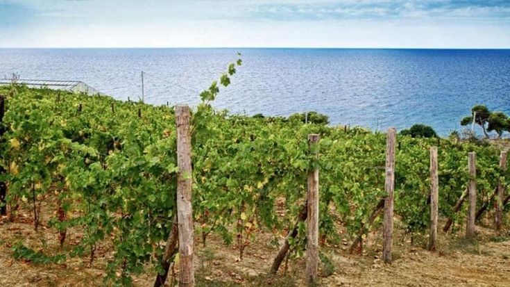 Camporosso, trekking teatrale tra ulivi e vigneti