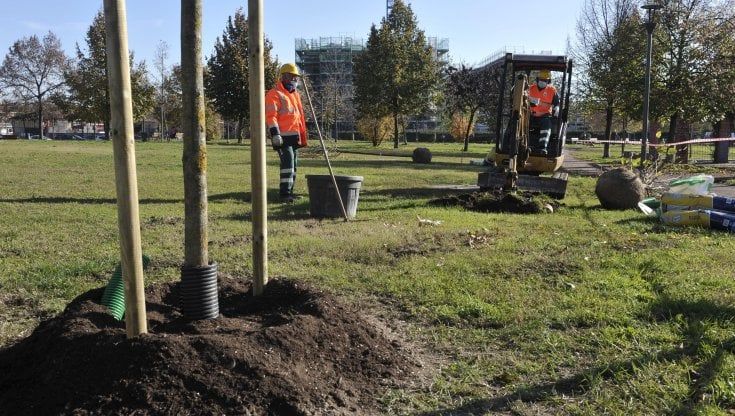 Da "Forestami" a "Custodiscimi": 2mila piante di ciliegi, olmi e querce da adottare e curare a casa