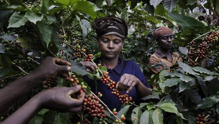 La scommessa di Lavazza: “Una road map per le emissioni zero”