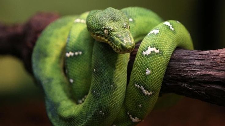 Museo di Storia Naturale, boa, anaconda, e tanti altri: 100 serpenti vivi in mostra