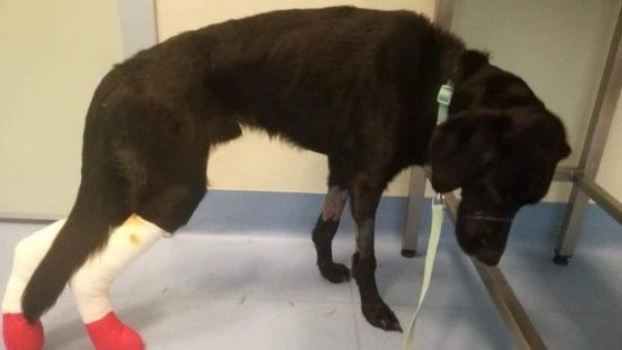 Maltrattato oltre ogni limite: così il cane Batman è stato salvato dalla morte