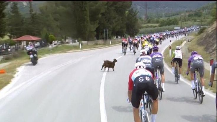 Giro, brivido nella 3ª tappa: una capra entra sul percorso e rischia di causare una caduta. Il video