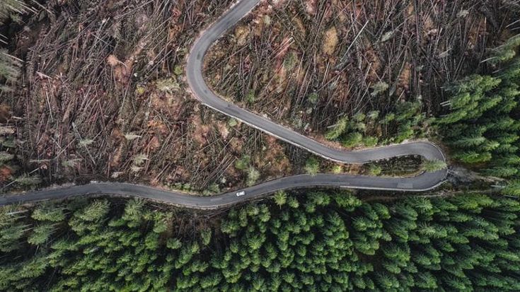 Eventi estremi, il problema della gestione degli alberi abbattuti