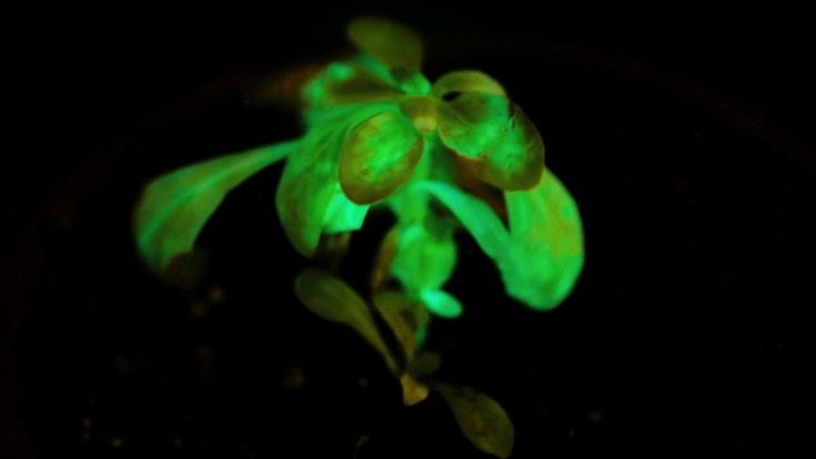 La natura si illumina: un progetto per alberi luminescen<wbr></wbr>ti