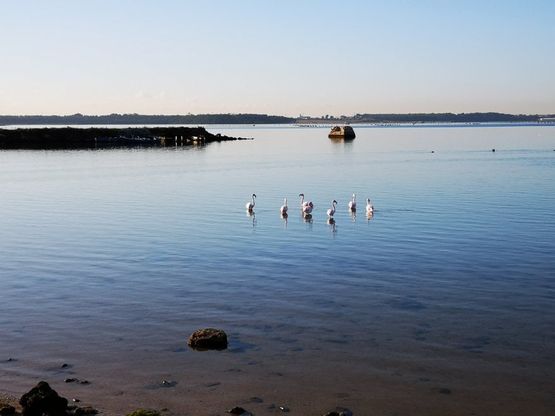 Taranto, nella città dell'Ilva tornano i fenicotteri rosa 