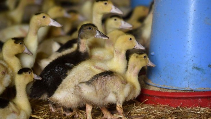 Emergenza aviaria, in India sacrificate decine di migliaia di galline e anatre
