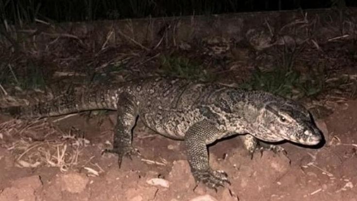 Avvistato un varano a Montichiari. Il sindaco: "Può essere pericoloso, vietato circolare a piedi"