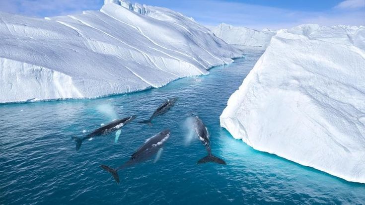 Le balene giganti affamate stanno invadendo i ghiacciai sciolti della Groenlandia