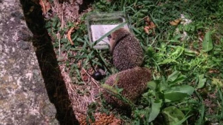 La signora dei ricci: ogni sera nel parco di Villa Simonetta porta acqua e cibo alla piccola colonia