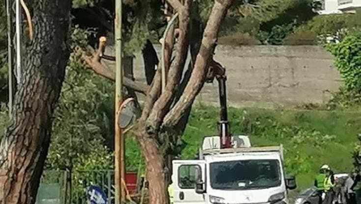 Alberi tagliati e nidi distrutti in via Padre Semeria a Sanremo, esposto alla Procura