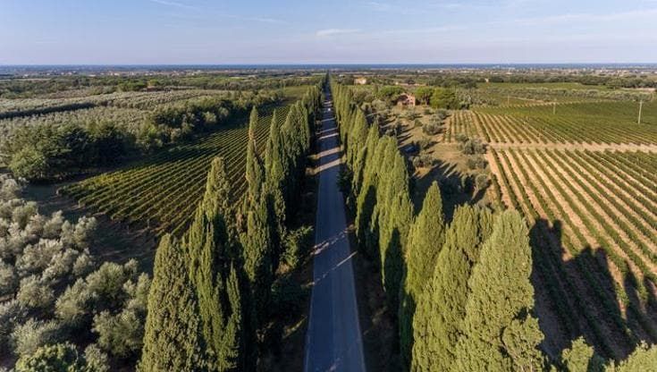 Consorzio Bolgheri scrive al ministro: “Preoccupati per l’impatto del progetto eolico sulle vigne”