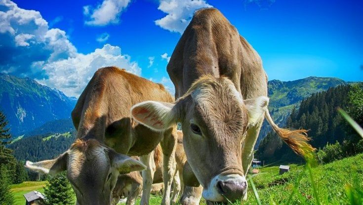 Carne in vitro o vegetale, la scommessa hi-tech che vuole salvare il pianeta