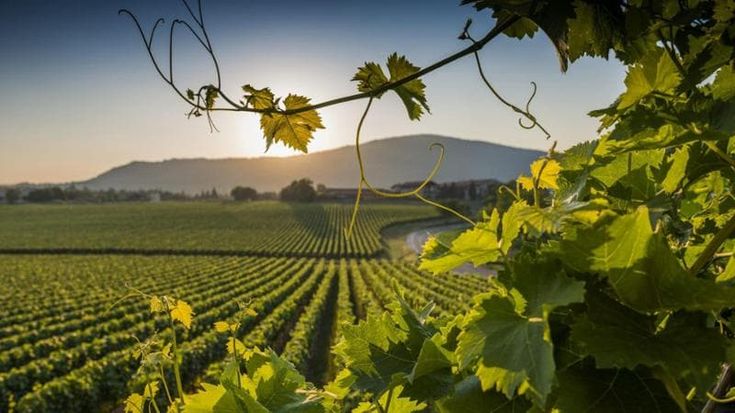 Torcivia: “Etna e Vinitaly, un successo senza sosta”