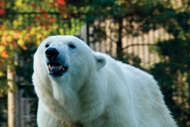 Philadelphia, è morta Klondike: eutanasia per la più vecchia orsa polare d'America