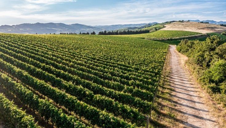 Sostenibile, biologico e naturale: tre progetti espressione del terroir della Valpolicella di Pasqua Vini