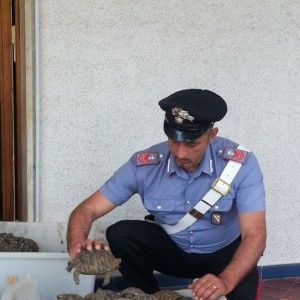 Cimitile, sequestrate 541 tartarughe
