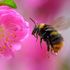 Pesticidi, crisi climatica e parassiti: sarà un mondo senza impollinatori?