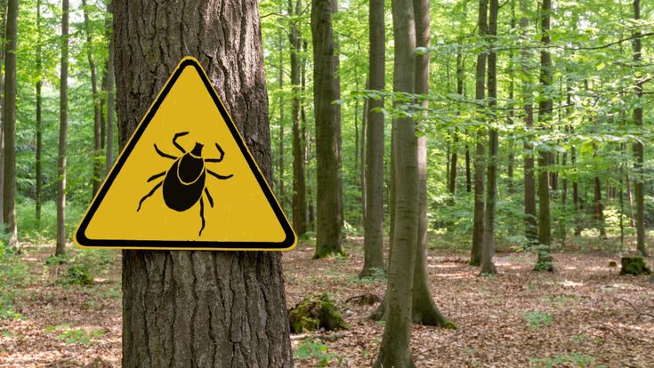 Animalia. La zecca, il parassita che prende la vita con filosofia