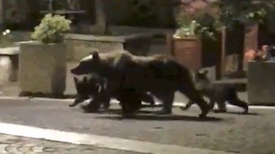 Abruzzo, l'orsa Amarena a spasso a Villalago con i cuccioli. Il Parco: "La gente la sta mettendo in pericolo"