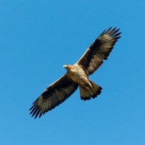 Sicilia, ancora un caso di bracconaggio: uccisa un'aquila di Bonelli