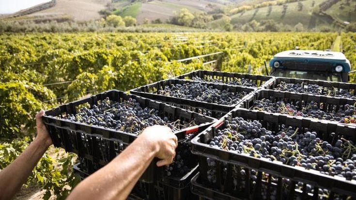 Vino: Fantini si conferma tra le aziende meglio gestite ed entra nel ‘circuito Platinum’
