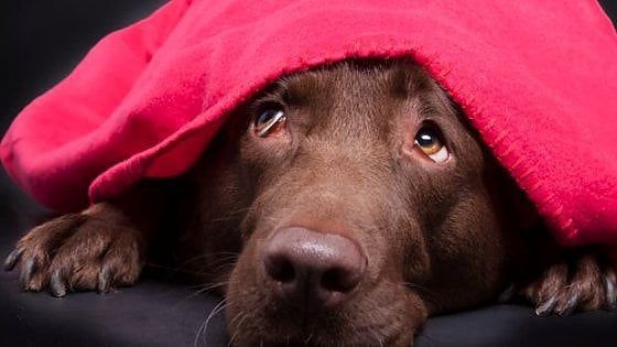 Ostia, botte al cagnolino in uno stabilimento balneare: denunciata