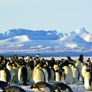 Antartide, il caso dei pinguini violentati dai leoni marini