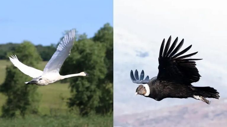 Il volo planato è il modo di spostamento meno dispendioso in natura