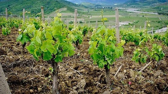 La Bottiglia: il Calabria il bianco svela un gusto tropicale