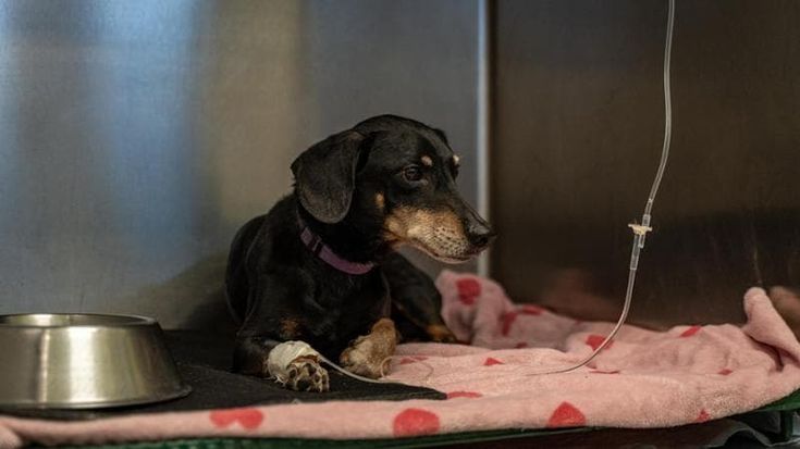 Non potevano curarlo, il bassotto Paco rischiava di morire: salvato dalla veterinaria solidale