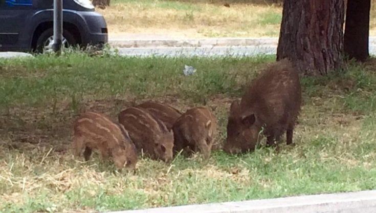 Di nuovo cinghiali a Sorgane, giardini chiusi e poi riaperti