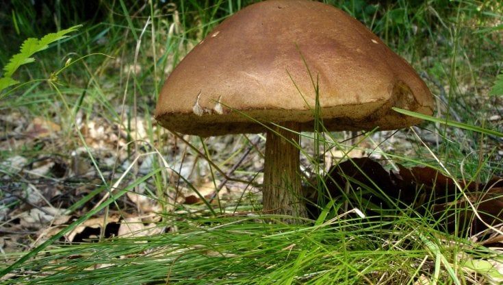 Cercatore di funghi muore nella Bergamasca: il 58enne era scivolato in un canale, trovato dopo ore di ricerche