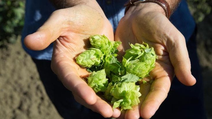 Carlsberg Italia, la sostenibilità alla prova dei numeri: la nuova strategia Brewing Tomorrow
