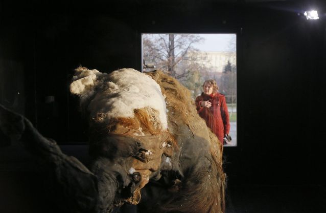 Mosca, in mostra la giovane Yuka: mammut di 38mila anni