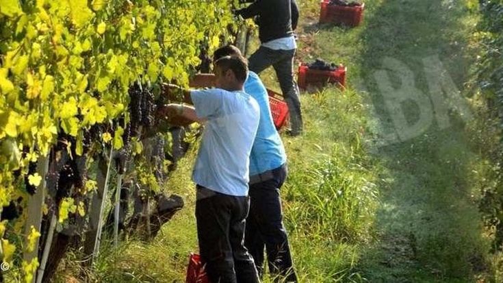 Aziende vinicole, Langhe: lo sfruttamento dei giovani stranieri tra le vigne più pregiate d’Italia