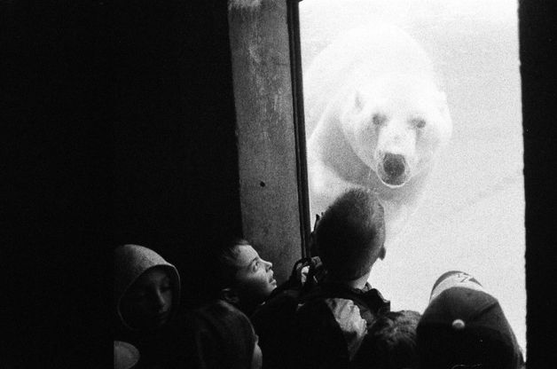 We Animals, in un libro gli scatti di Jo-Anne McArthur