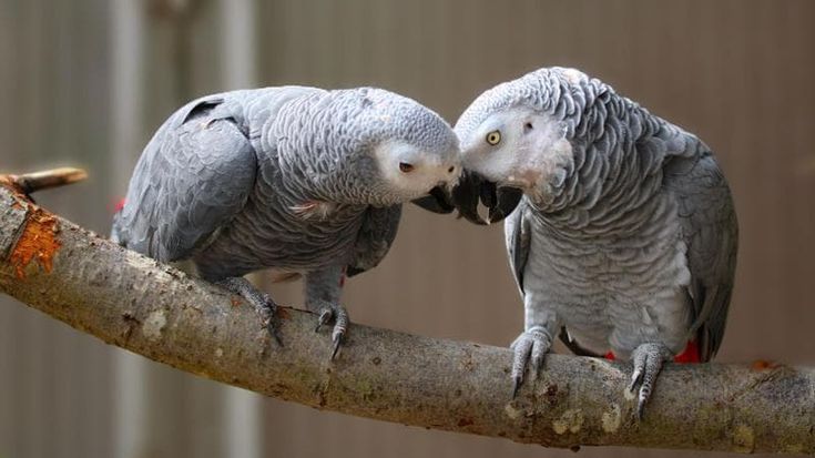Dovete risolvere problemi? Chiedete a topi e galline