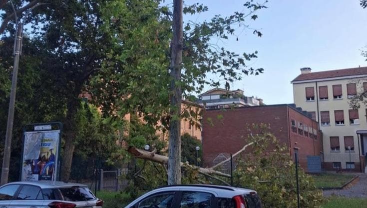 Il temporale abbatte il platano difeso dagli ambientalisti e che il Comune voleva tagliare