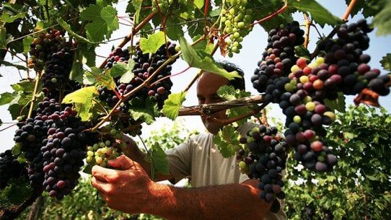 Da bere: quanta dolcezza tra Piemonte e Friuli Venezia Giulia