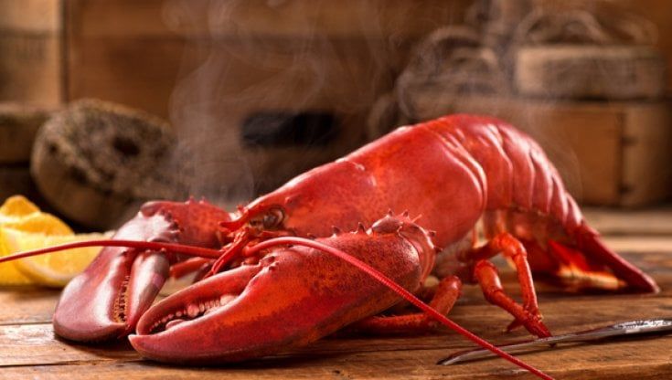 Parma ha un nuovo regolamento sul benessere animale: vietato cucinare i crostacei vivi