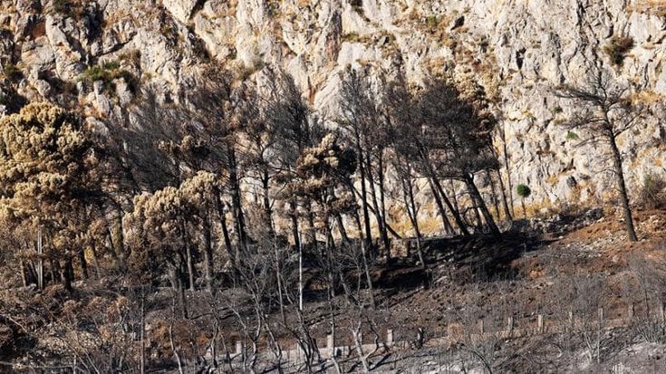 Emergenza incendi, il liceo Umberto pianta 1.200 alberi nelle aree devastate dai roghi
