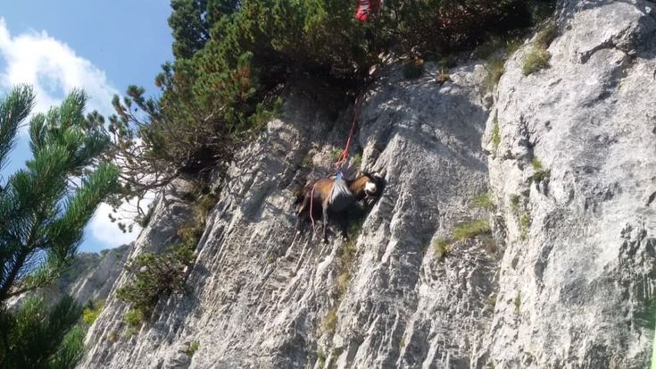 Pecore e capre intrappolate in parete, le salva il soccorso alpino