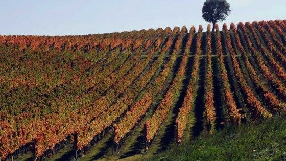 Le vigne storiche rischiano di scomparire