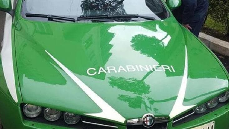 Cane trovato morto alla catena che lo ha soffocato, denunciato il proprietario