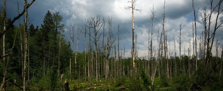 I segreti della foresta minacciata
